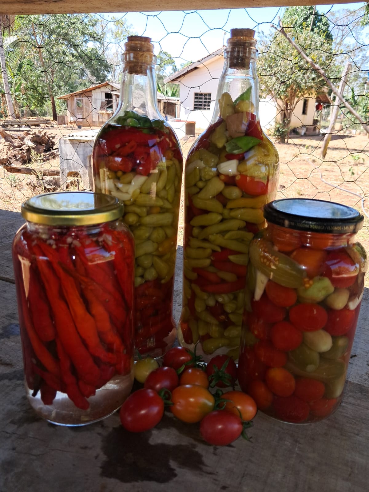 Pimenteira com folhas e frutos, fotografia ilustrativa
