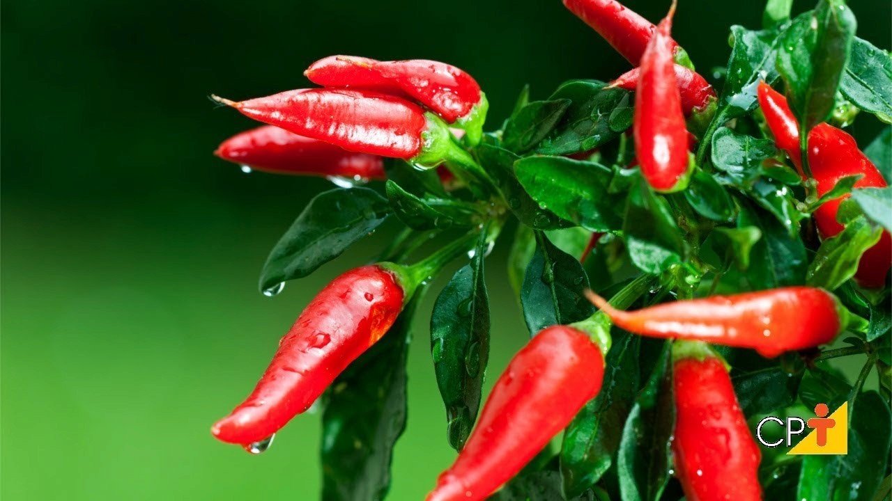 Pimentas vermelhas presas aos ramos de uma pimenteira